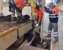 Tàrrega renova arbrat als carrers del Canal d’Urgell i Betlem