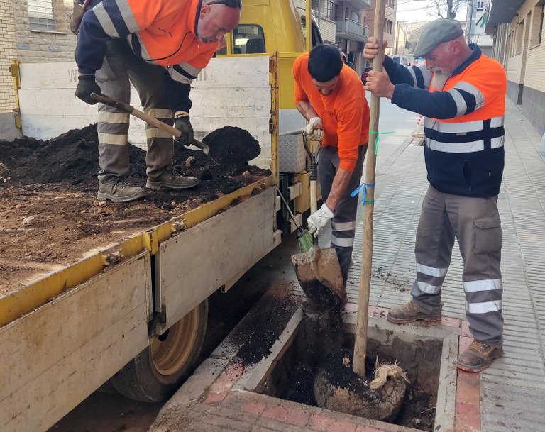 Tàrrega renova arbrat als carrers del Canal d’Urgell i Betlem